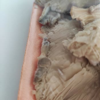 Migros Tarihi Geçmemiş Üründe Küf Problemi