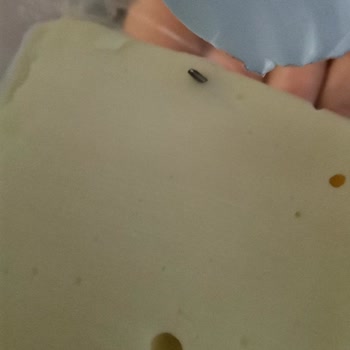 Peynirden Çıkan Metal Parça Tehlikesi