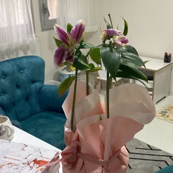 Çiçek Sepeti'nden Gelen Hayal Kırıklığı
