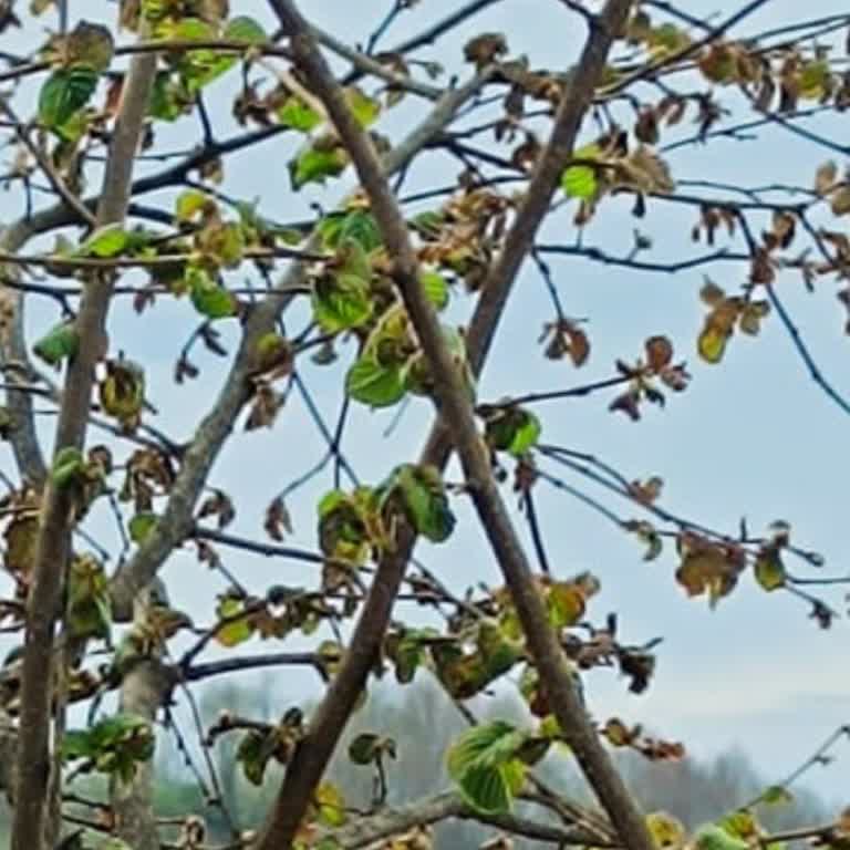 Eksper Eksikliği Ve İletişim Sorunları