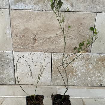 Yanıltıcı Fidan Tanıtımı Ve Kötü Ambalaj Sorunu