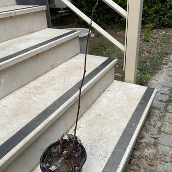 Yanıltıcı Fidan Tanıtımı Ve Kötü Ambalaj Sorunu