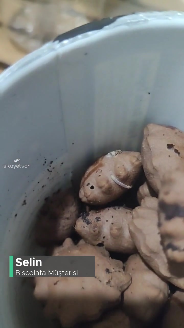 Biscolata Mood Şölen İçinden Çıkanlar videonun kapak resmi