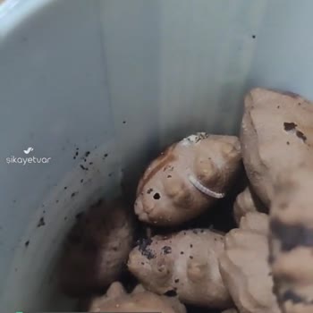Biscolata Mood Şölen İçinden Çıkanlar