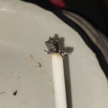 Parliament Sigaralarında Kalite Sorunu: Odun Parçaları