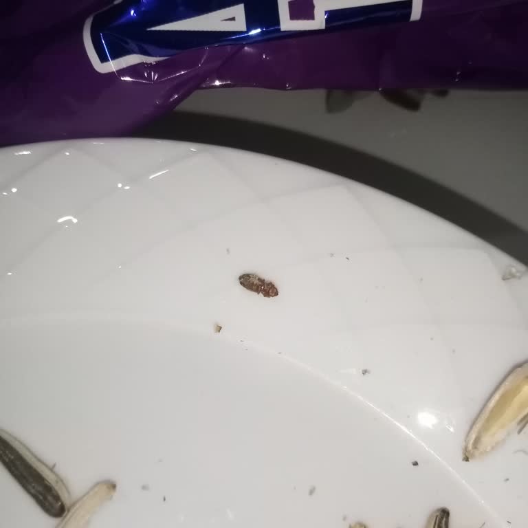 Amigo Çekirdeklerde Böcek Şoku