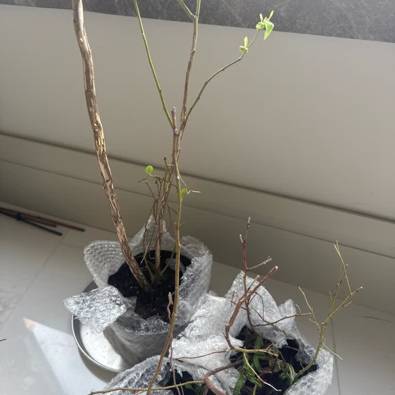 Fest Danışmanlık Ve Depolama Canlı Fidan Beklerken Hayal Kırıklığı!