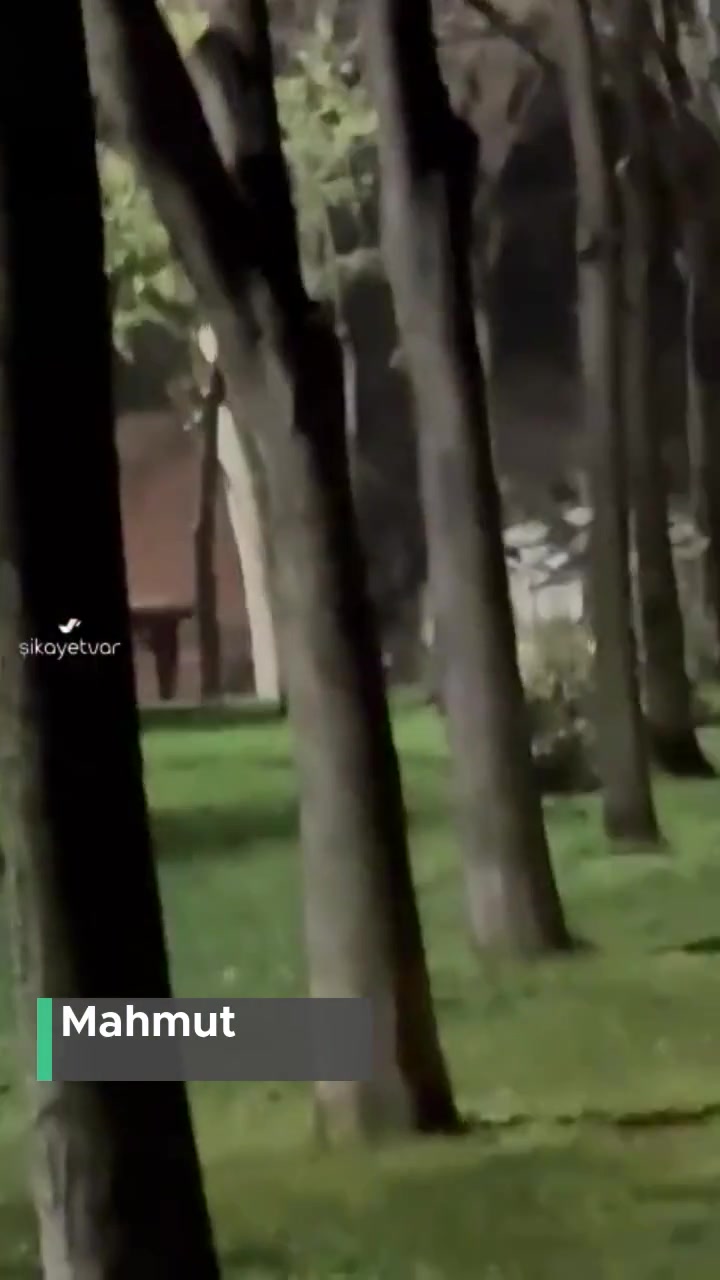 İstanbul Büyükşehir Belediyesi Parkta Kontrolsüz Şekilde Gezen Kısırlaştırılmayan Sokak Köpekleri videonun kapak resmi