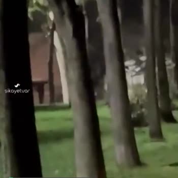 İstanbul Büyükşehir Belediyesi Parkta Kontrolsüz Şekilde Gezen Kısırlaştırılmayan Sokak Köpekleri