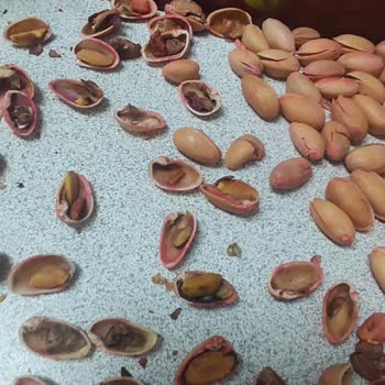 Alp Fıstıkçılık Siirt Fıstığında Beklenmedik Kalite Sorunu