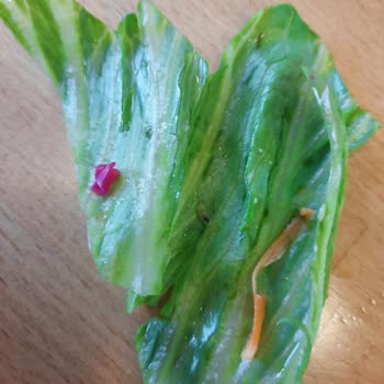 Green Salads'ta Hijyen Sorunu