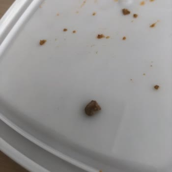 Yeşil Mercimekte Taş Sorunu