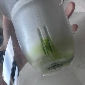 Brita Cam Sürahinin Yosun Sorunu Hayal Kırıklığı Yaratıyor