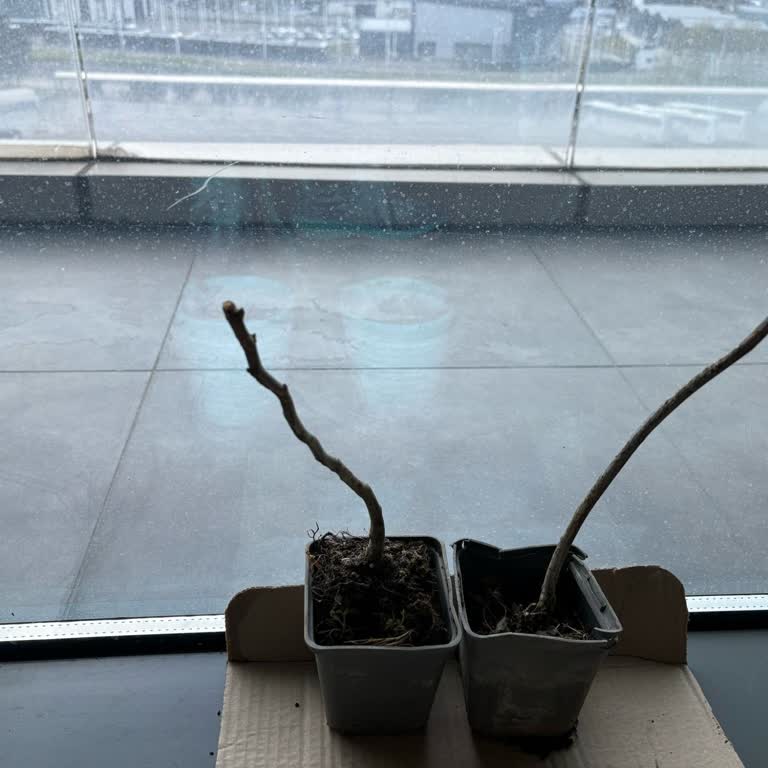 Fest Danışmanlık Ve Depolama Sağlıksız Yaban Mersini Fidanları Hayal Kırıklığı Yarattı!