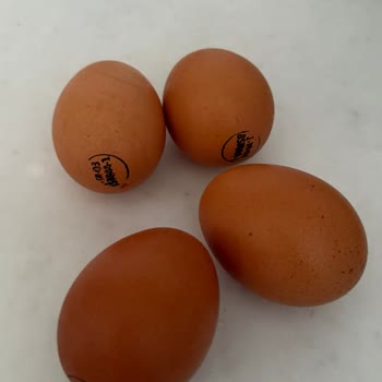 Bozuk Yumurtalarla Gelen Hayal Kırıklığı