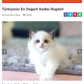 Patibul.com Üzerinde asılsız İlanlar Ve Yanıltıcı İşlemler!