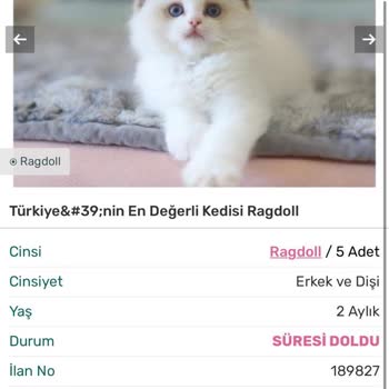 Patibul.com Üzerinde asılsız İlanlar Ve Yanıltıcı İşlemler!