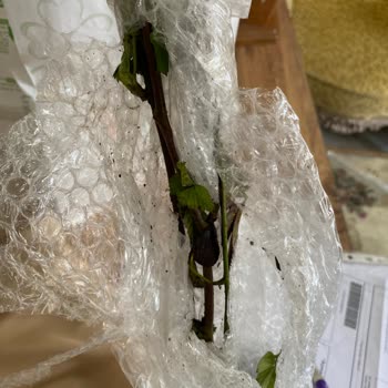 İletişim Eksikliği Ve Yanıltıcı Reklamlar