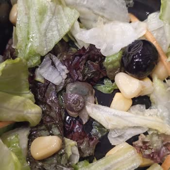 Salatadan Çıkan Sürpriz: Salyangoz!
