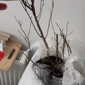 Hayal Kırıklığı Yaratan Alışveriş: Yanıltıcı Ürün Ve İletişim Eksikliği