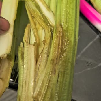 Çürük Ürünlerle Sağlıksız Alışveriş Deneyimi