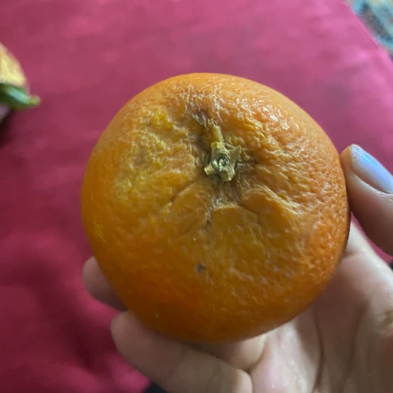 Çürük Meyve Gönderimi: Kalite Ve Hijyen Sorunu