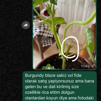 Yanlış Renk Ve Zayıf Çiçekler Hayal Kırıklığı Yarattı