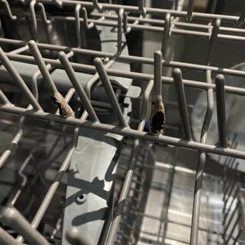 Sürekli Sinyal Veren Ve Paslanan Bulaşık Makinesi Sorunu