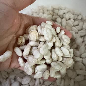 Bozuk Kuru Fasulye Hayal Kırıklığı