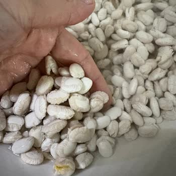 Bozuk Kuru Fasulye Hayal Kırıklığı