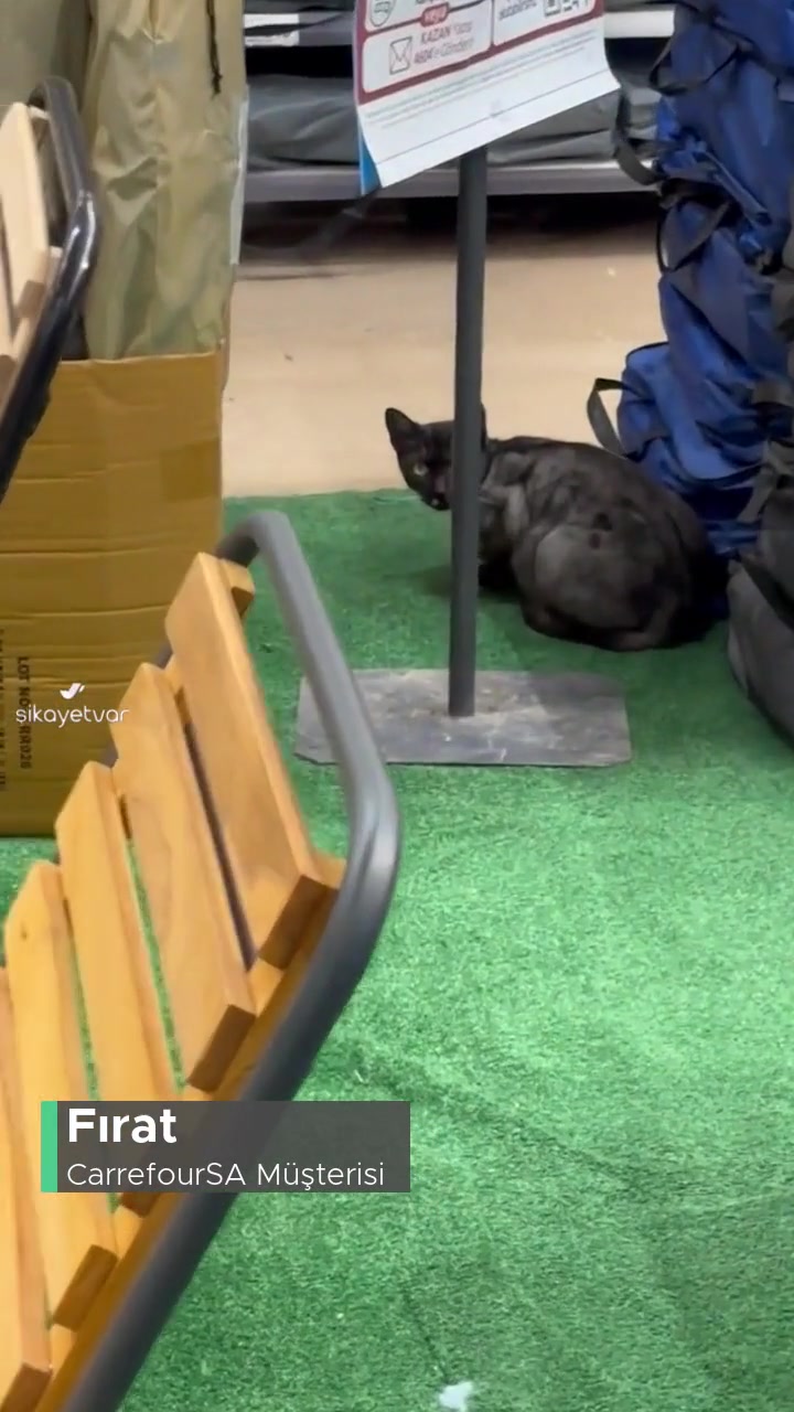 Carrefour SA İzmir Balçova Şubesinde  Kedi Geziyor videonun kapak resmi