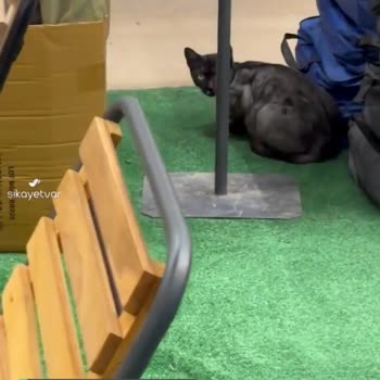Carrefour SA İzmir Balçova Şubesinde Kedi Geziyor