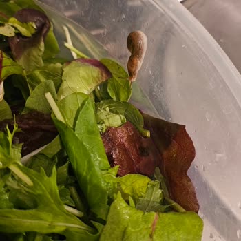 Metro Market'te Taze Sebze Krizi: Sümüklü Böcek Ve Küflü Ürünler