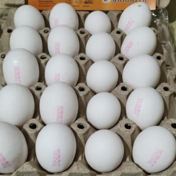 Ercanlar Yumurta Aldatıcı Yumurta Boyutları Ve Eksik Etiketleme