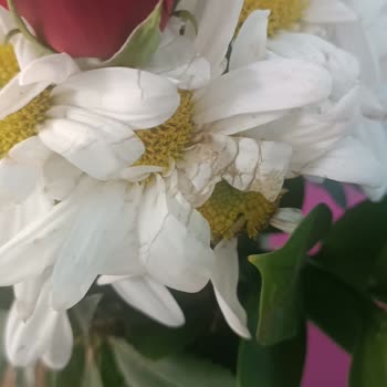 Solmuş Ve Kararmış Doğum Günü Çiçeği Şoku