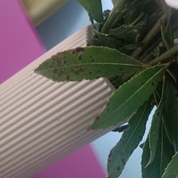 Solmuş Ve Kararmış Doğum Günü Çiçeği Şoku