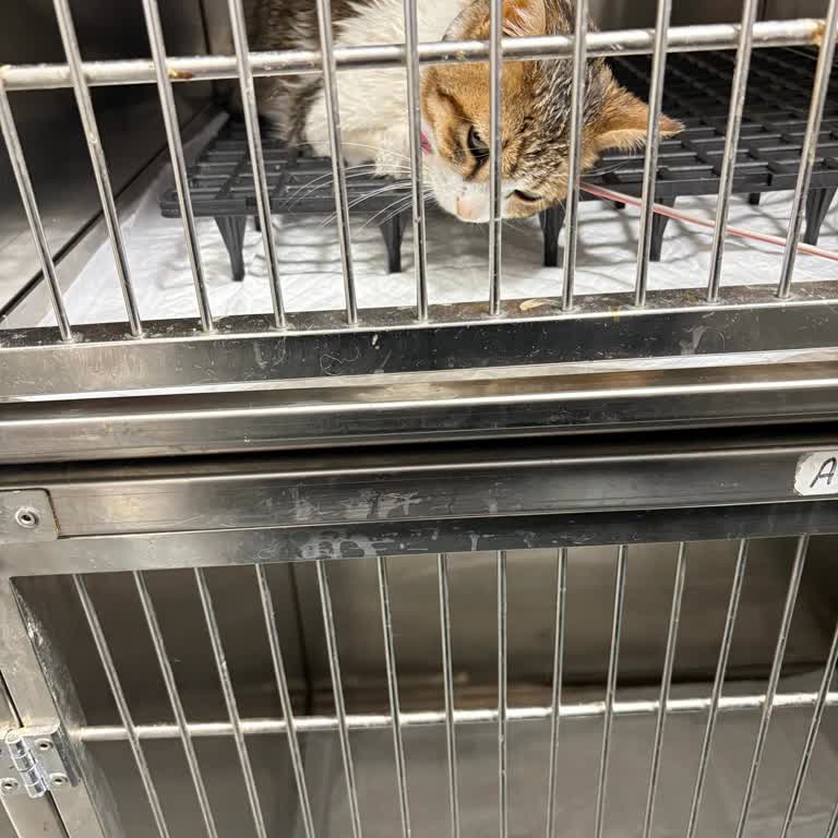 Çiğli Veteriner Kliniği'nde İlgisizlik Ve Kötü Muamele!