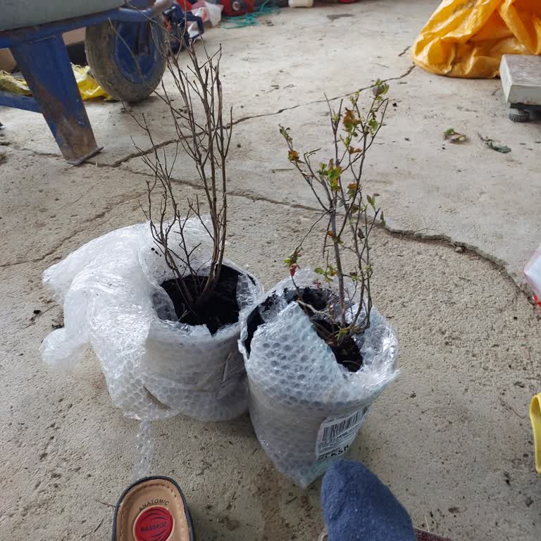 Fest Danışmanlık Ve Depolama Yanıltıcı Reklam Ve Kuru Fidan Sorunu