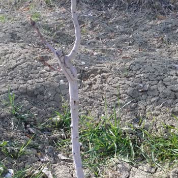 Mekke Medine Fidancılık Yanıltıcı Ürün Ve Kötü Müşteri Deneyimi