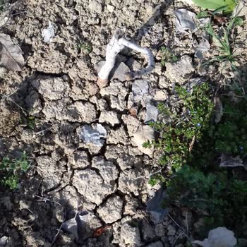 Mekke Medine Fidancılık Yanıltıcı Ürün Ve Kötü Müşteri Deneyimi