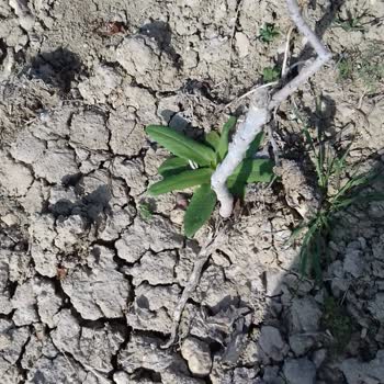 Mekke Medine Fidancılık Yanıltıcı Ürün Ve Kötü Müşteri Deneyimi