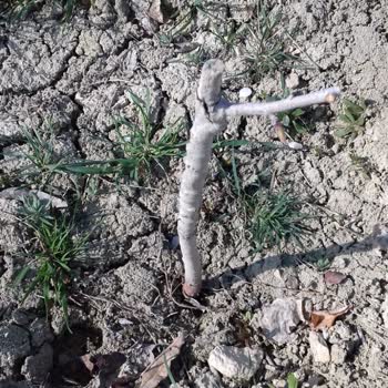 Mekke Medine Fidancılık Yanıltıcı Ürün Ve Kötü Müşteri Deneyimi