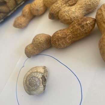 Gıda Güvenliği Skandalı: Fıstık Paketinde Salyangoz Şoku