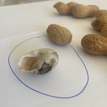 Gıda Güvenliği Skandalı: Fıstık Paketinde Salyangoz Şoku