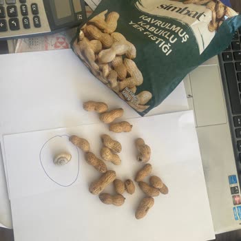 Gıda Güvenliği Skandalı: Fıstık Paketinde Salyangoz Şoku