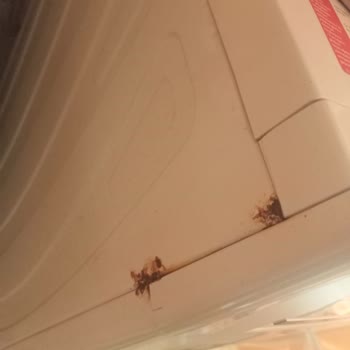 Vestel Çamaşır Makinesi: Beklenmedik Çürüme Sorunu