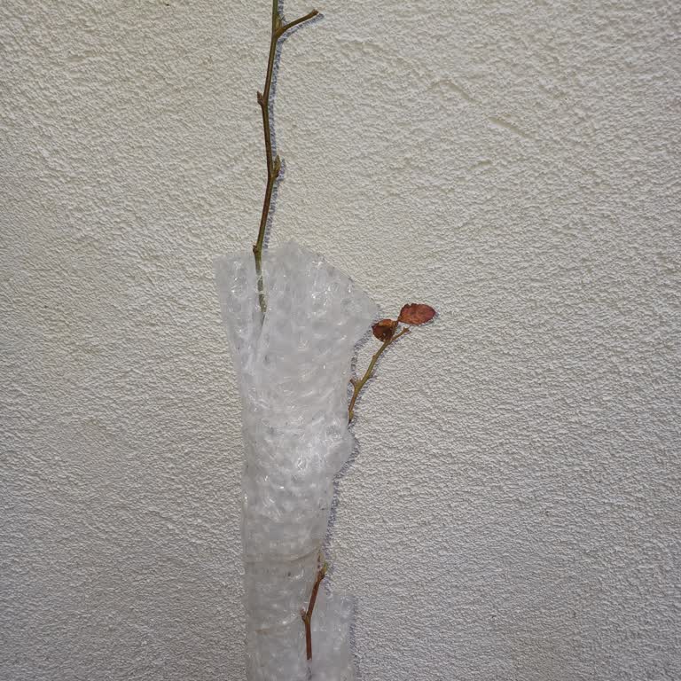 Kurumuş Fidan Ve İletişim Eksikliği