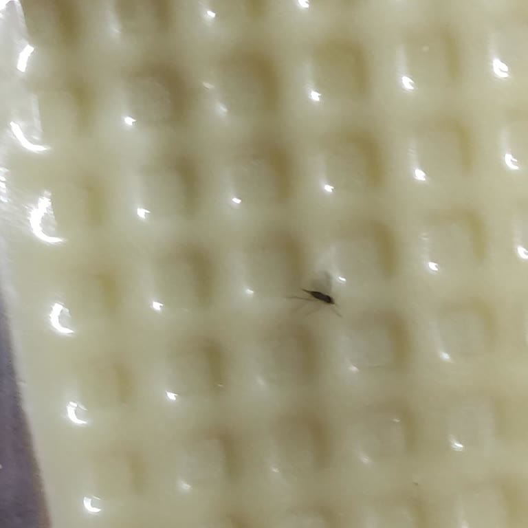 Aknaz Kaşar Peynirde Şok Edici Buluntu