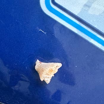 Metro Grossmarket Dondurulmuş Deniz Ürününde Beklenmedik Yabancı Madde Sorunu