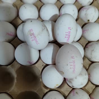 Yumurtaların Boyutu Beklentiyi Karşılamıyor